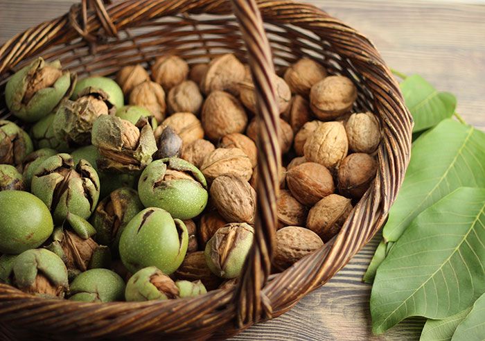 Frequently Asked Questions (FAQ) About Bulk Walnut Kernel Imports